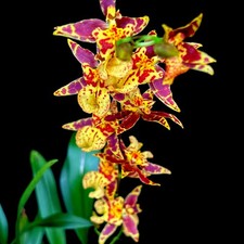 Oncidium altissimum dancing for sale  LEIGH