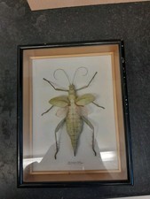 Framed heteropterex dilatata for sale  GOODWICK