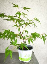 Erable japon acer d'occasion  Gien