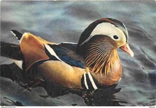 Animaux oiseaux mandarin d'occasion  Fruges