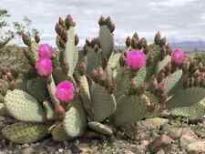 Opuntia basilaris beaver for sale  Buckeye