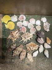 Vtg seashell crazy for sale  KETTERING