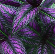 Royal purple persian for sale  Pleasant Shade