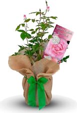 Queen elizabeth rose for sale  GLASGOW