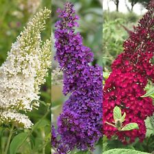 Buddleia trio mixed for sale  GLASGOW