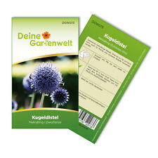 Kugeldistel samen echinops gebraucht kaufen  Pulheim