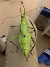 Huge stick insect for sale  SUTTON