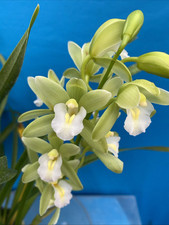 Cymbidium noid green for sale  San Francisco