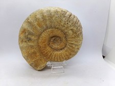 Belle ammonite 10 d'occasion  Bruay-sur-l'Escaut