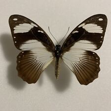 Entomologie papilio dardanus gebraucht kaufen  Marienmünster