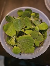 Dwarf water lettuce for sale  Indianapolis