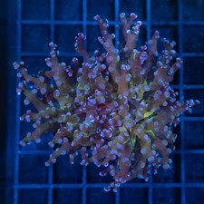 Heads blue frogspawn for sale  Folsom