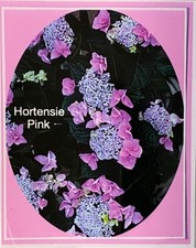Tellerhortensie wunderschön a gebraucht kaufen  Ahlen-Vorhelm