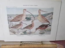 Vintage print curlews for sale  Belfast