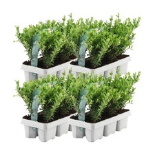 24x ilex crenata gebraucht kaufen  Mayen