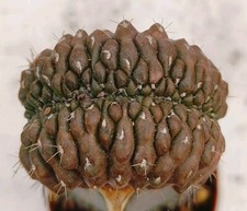 Gymnocalycium riojense paucisp usato  Lecce