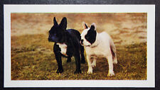 Cartão fotográfico colorido vintage 1961 Bulldog francês FE04 comprar usado  Enviando para Brazil