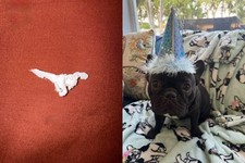Toalha de papel dinossauro por Quincy comprar usado  Enviando para Brazil