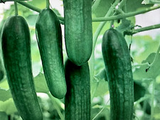 Bio gurkenpflanzen jungpflanze gebraucht kaufen  Kassel