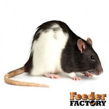 frozen feeder rats for sale frozen feeder rats for sale Fort Worth