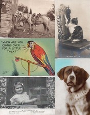 Thème animal collection d'occasion  Houdain