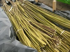 Premium willow cuttings for sale  COLCHESTER