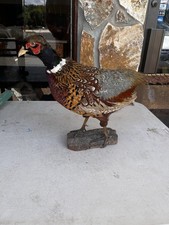 Gorgeous vtg ringneck for sale  Tyrone