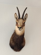Taxidermie taxidermy trophées d'occasion  Échirolles