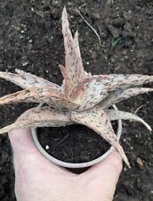 Medium large aloe for sale  COVENTRY