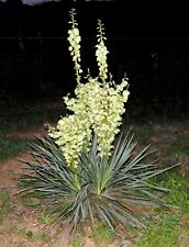 Yucca plants adams d'occasion  Expédié en Belgium