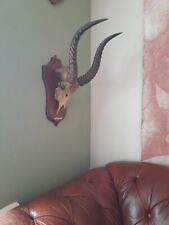 Rare antique taxidermy for sale  KINGSWINFORD