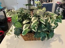 Silk plant basket for sale  Mesa