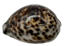 Large tiger cowrie for sale  Painesville