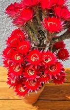 Echinopsis schick hybride gebraucht kaufen  Deutschland