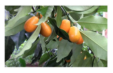 Fortunella spec kumquat gebraucht kaufen  Pfullingen