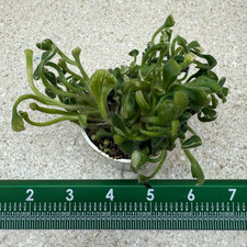 African violet plant for sale  Southmont
