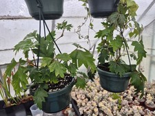 Cissus rhombifolia ellen for sale  HELSTON