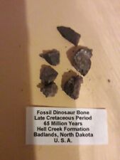 Fossil dinosaur bone for sale  BRIDLINGTON