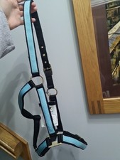 Horse baby blue for sale  GALSTON