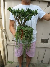 String pearls gollum for sale  Garden Grove