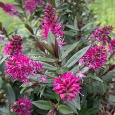 Hebe pagei pink for sale  UK