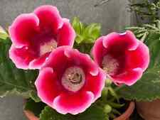 Goxinia indoor plant for sale  CROYDON