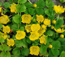 Creeping jenny pond for sale  ILFORD