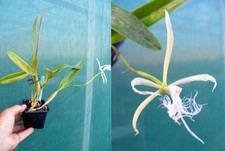 Epidendrum ciliare orchidée usato  Spedire a Italy