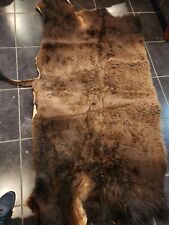 Real buffalo bison for sale  Minnetonka