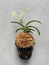 neofinetia d'occasion  Rennes-