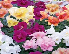 Flower antirrhinum twinny for sale  WREXHAM