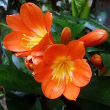 FLORAÇÃO DE LARANJA CLIVIA MINIATA SEMENTES FRESCAS PLANTA PERENE PERFUMADA RESISTENTE comprar usado FLORAÇÃO DE LARANJA CLIVIA MINIATA SEMENTES FRESCAS PLANTA PERENE PERFUMADA RESISTENTE comprar usado  Enviando para Brazil