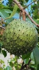 Annona muricata mountain for sale  Naples