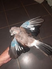 Taxidermy eurasion jay for sale Taxidermy eurasion jay for sale  ARUNDEL